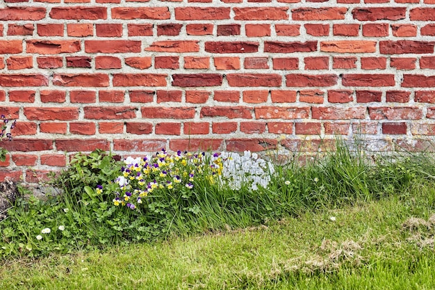 Zbliżenie ściany z czerwonych cegieł na starym budynku z bujną zieloną trawą i dzikimi stokrotkami rosnącymi wiosną Twarda szorstka powierzchnia z cementowym tynkiem przymocowanym do betonowej zwietrzałej konstrukcji