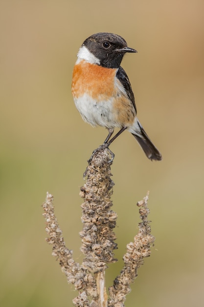 Zbliżenie Selektywne Fokus Strzał Z Pięknym Wschodnim Bluebird