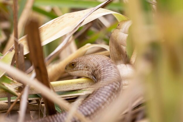 Zbliżenie sheltopusik pseudopus apodus zwanego także jaszczurką szklaną pallas