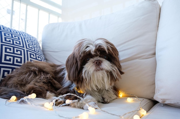 Zbliżenie shih tzu leżącego na kanapie z widokiem na aparat i z małymi ozdobnymi światłami na nim