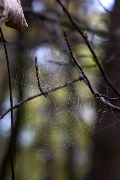 Zdjęcie zbliżenie sieci pająka
