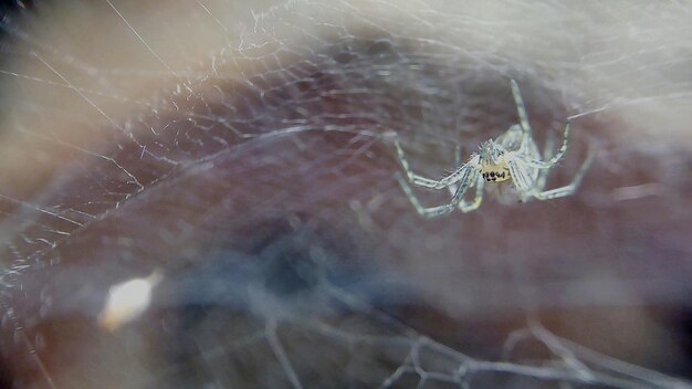 Zbliżenie sieci pająka