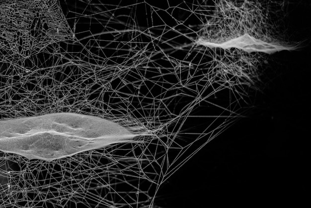 Zdjęcie zbliżenie sieci pająkowej na czarnym tle