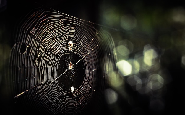 Zdjęcie zbliżenie sieci pająkowej w nocy