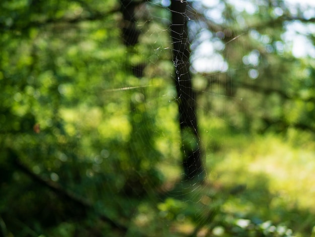 Zdjęcie zbliżenie sieci z bokeh w słoneczny letni dzień nieostrość płytka głębia ostrości