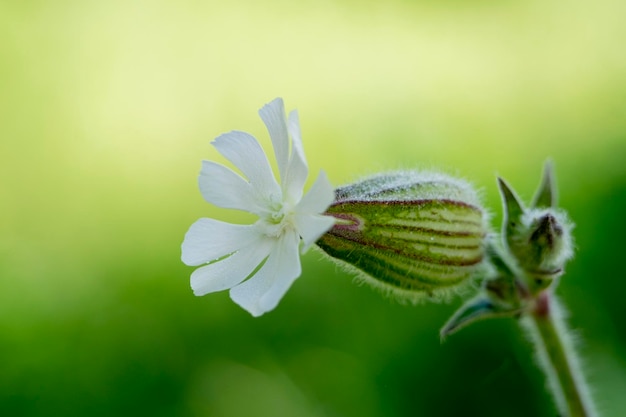 Zbliżenie Silene latifolia kwiat na naturalnym tle