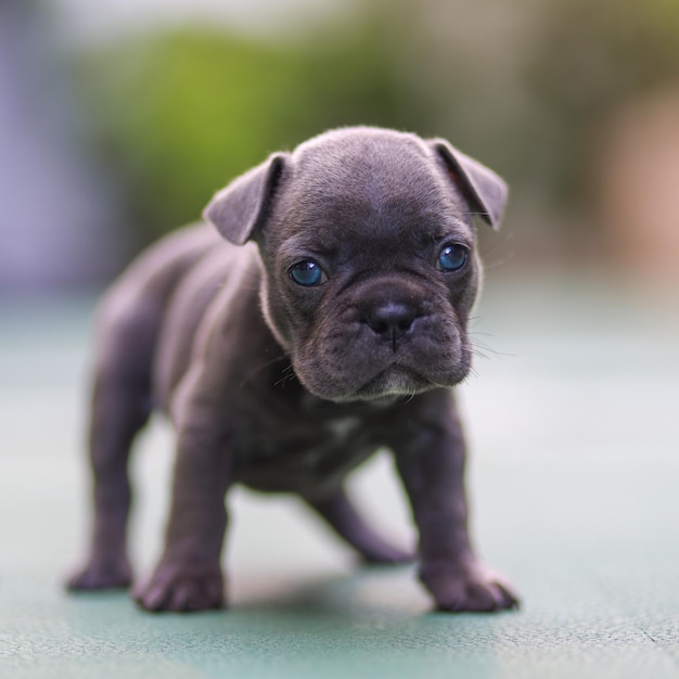 Zbliżenie śliczny buldog francuski na niewyraźnym tle