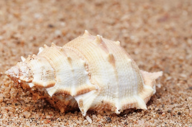 Zbliżenie ślimaka na plaży morskiej