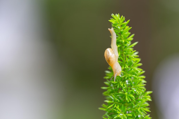 Zdjęcie zbliżenie ślimaka na roślinie