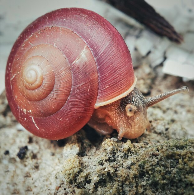 Zdjęcie zbliżenie ślimaka