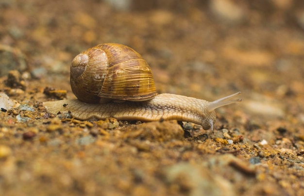 Zbliżenie ślimaka