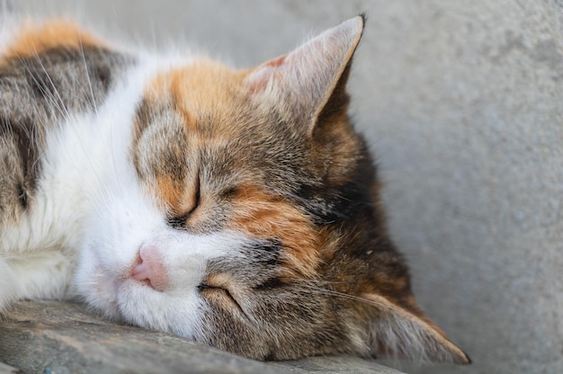 Zbliżenie słodkiego kota śpiącego uroczego kota z brązowym i białym futrem