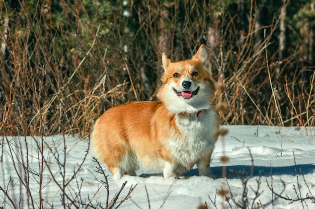 Zbliżenie Słodkiego Uśmiechniętego Corgi Z Jego Językiem Wywieszonym, Siedzącym W Pięknym śnieżnym Lesie