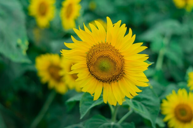 Zbliżenie słoneczników kwitnących żółtymi kwiatami