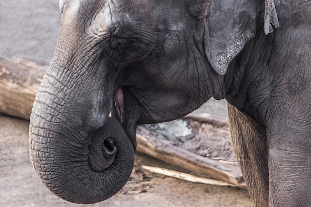 Zdjęcie zbliżenie słonia w zoo