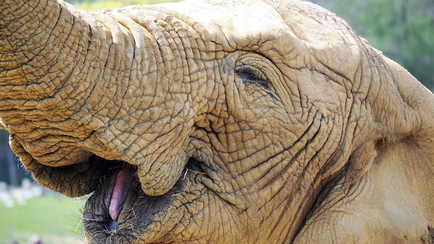 Zdjęcie zbliżenie słonia