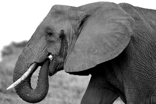 Zdjęcie zbliżenie słonia