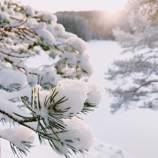 Zbliżenie śniegu na drzewie na tle nieba