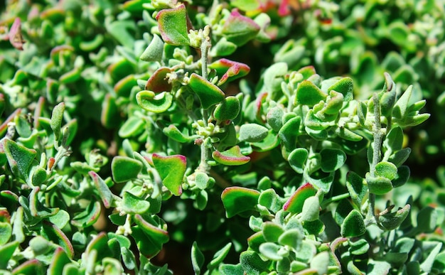 zbliżenie soczysta zielona roślina kaktus echeveria