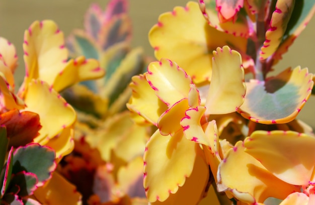 Zbliżenie soczysty kaktus z żółtymi kwiatami