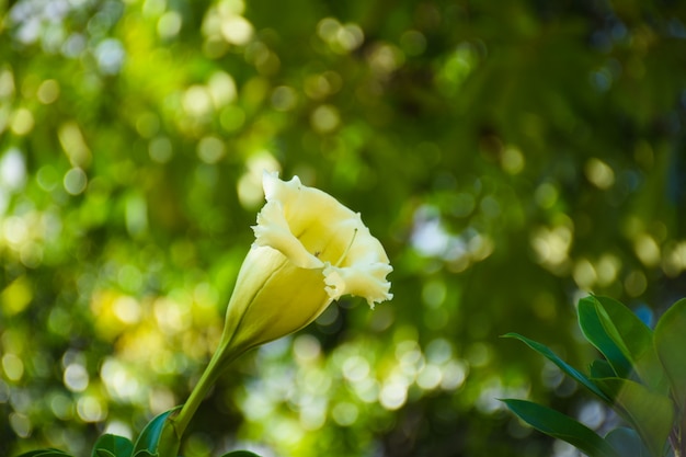 Zbliżenie Solandra grandiflora wielcy żółci pomarańczowi filiżanka kwiaty