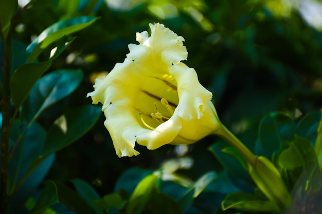 Zdjęcie zbliżenie solandra grandiflora wielka żółta pomarańczowa filiżanka kwitnie, natury bokeh backgroun