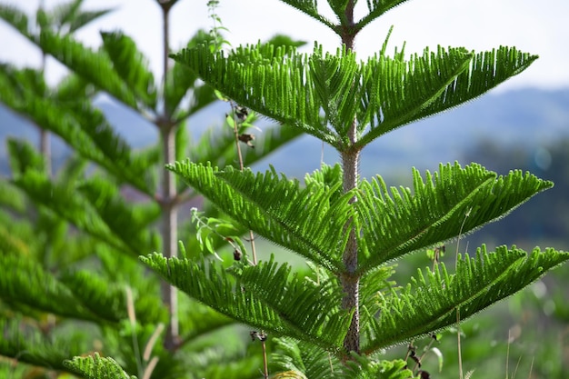 Zdjęcie zbliżenie sosna norfolk araucaria heterophylla zielone liście i tło błękitnego nieba