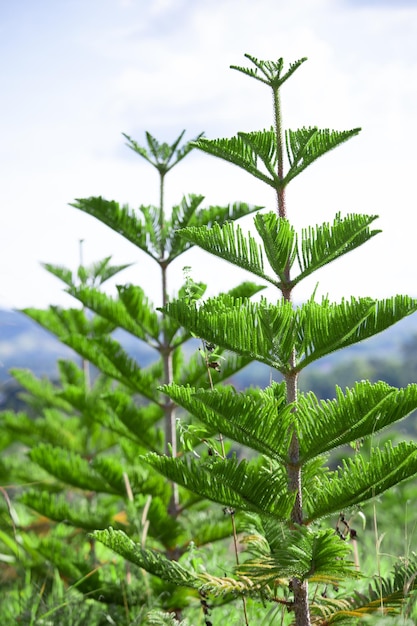 Zdjęcie zbliżenie sosna norfolk araucaria heterophylla zielone liście i tło błękitnego nieba