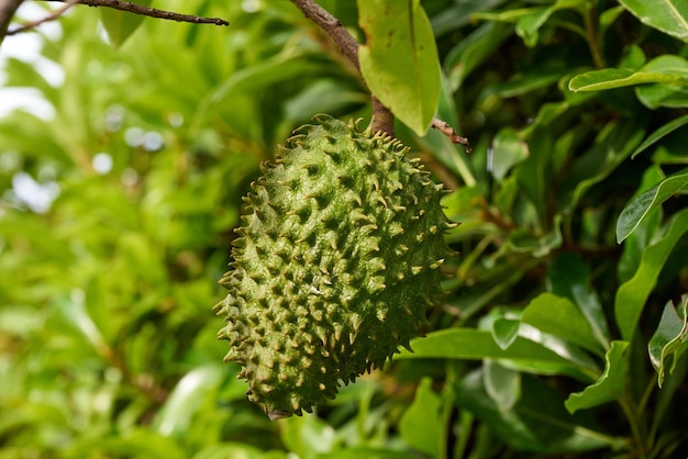 Zbliżenie soursop lub graviola rosnące na drzewie