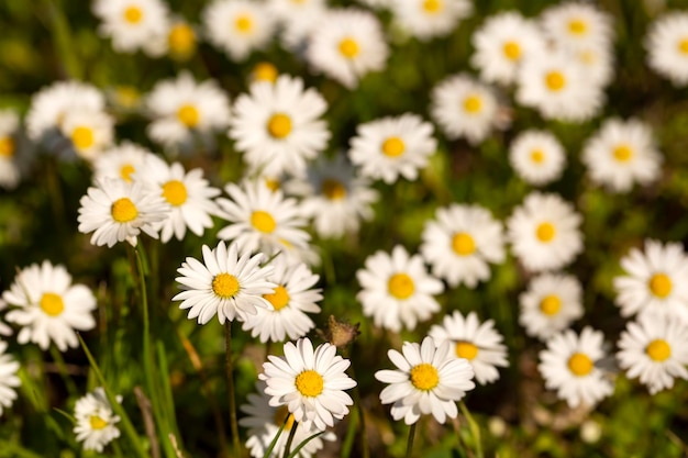 Zbliżenie stokrotki pospolitej (Bellis perennis) kwitnącej na łące wiosną, Izmir / Turcja