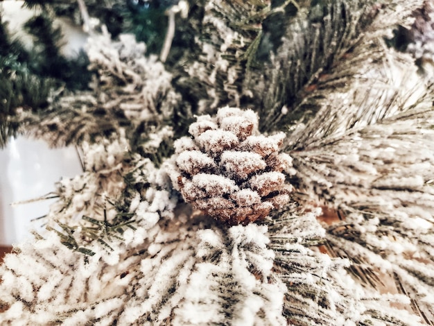 Zdjęcie zbliżenie stożka sosny na drzewie w zimie