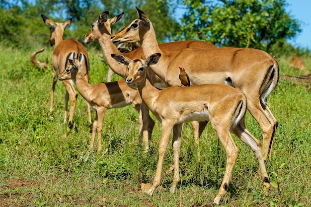 Zbliżenie Strzał Wielu Młodych Jeleni Na Safari W Afryce