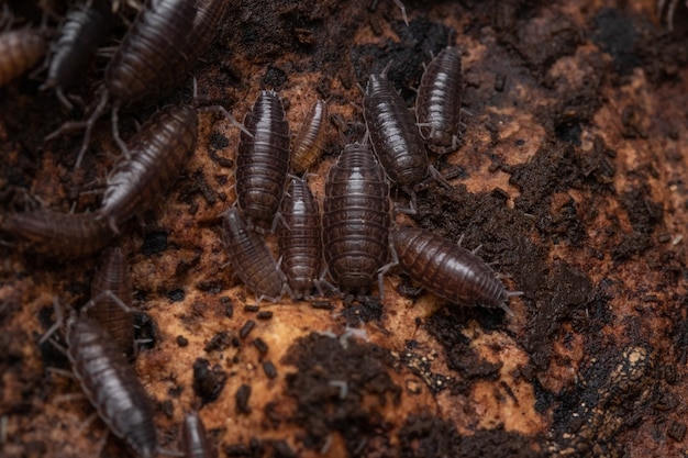 Zbliżenie strzał woodlice w ich naturalnym środowisku Isopods Porcellionide Sexfascitus