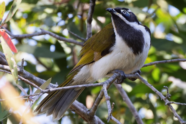 Zdjęcie zbliżenie strzał z bluefaced honeyeater ptaka na gałęzi