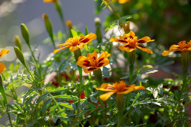 Zbliżenie strzał z nagietka francuskiego Tagetes patula