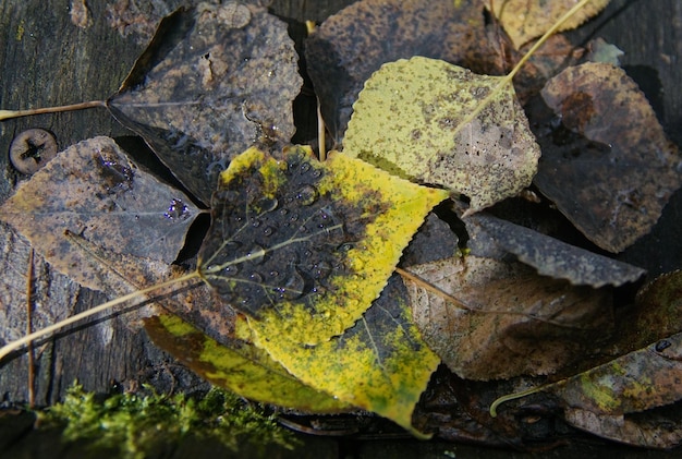 Zdjęcie zbliżenie suchego liścia klonu