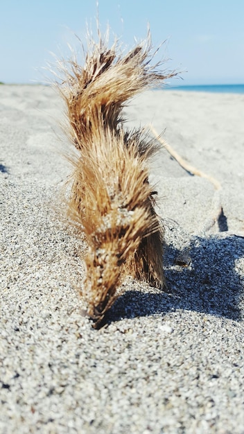 Zdjęcie zbliżenie suchej rośliny na plaży