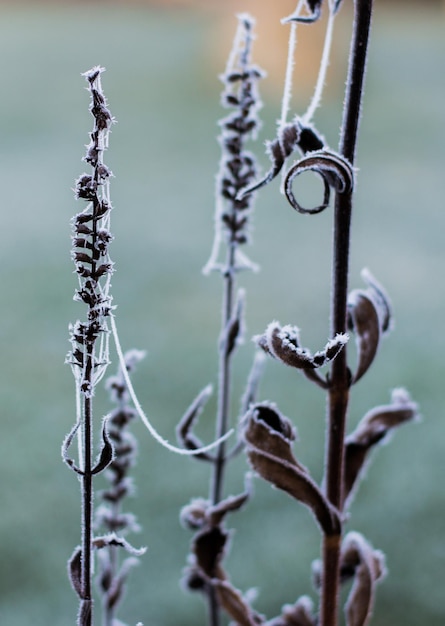 Zdjęcie zbliżenie suchej rośliny w zimie