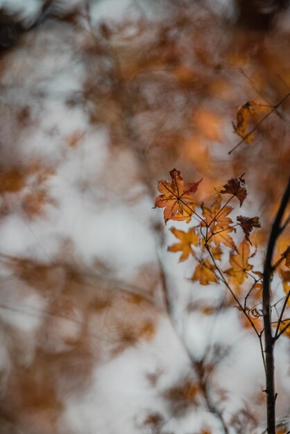 Zdjęcie zbliżenie suchych liści klonu na drzewie na niewyraźnym tle
