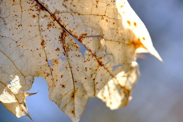 Zdjęcie zbliżenie suchych liści klonu na drzewie