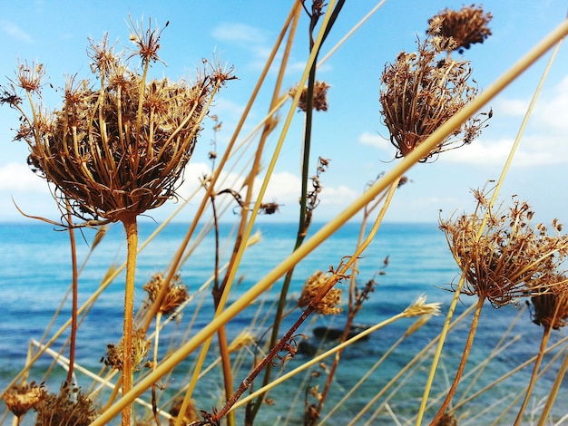 Zdjęcie zbliżenie suchych roślin na tle morza