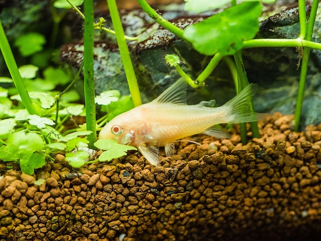 Zbliżenie suma albinosa Corydora w akwarium tropikalnym