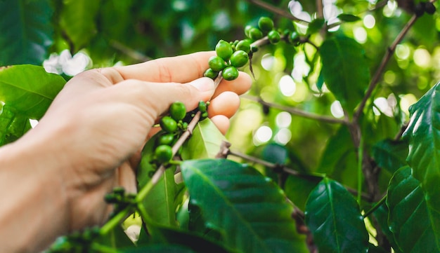 Zbliżenie Surowe Zielone Jagody Kawy Arabica Z Rękami Rolnikakawa Roślina I Liście Kawy