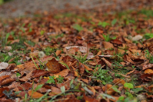 Zdjęcie zbliżenie suszonych jesieniowych liści na lądzie