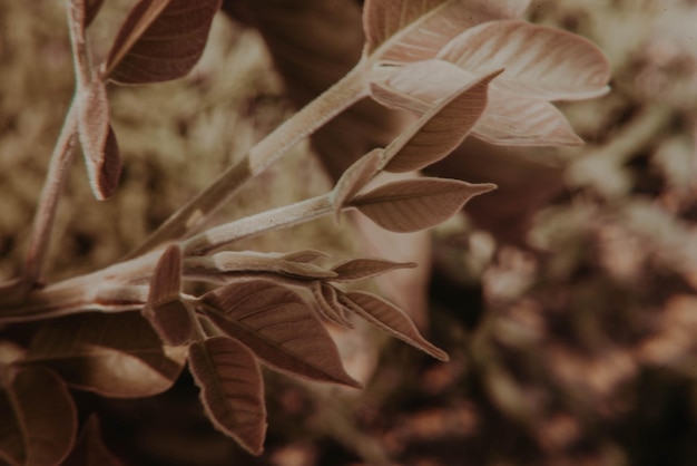 Zdjęcie zbliżenie suszonych liści na roślinie