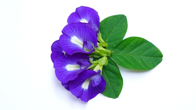 Zbliżenie świeżego kwiatu grochu motylkowego lub groszku niebieskiego, bluebellvine, groszku cordofan, bunga telang, teh telang