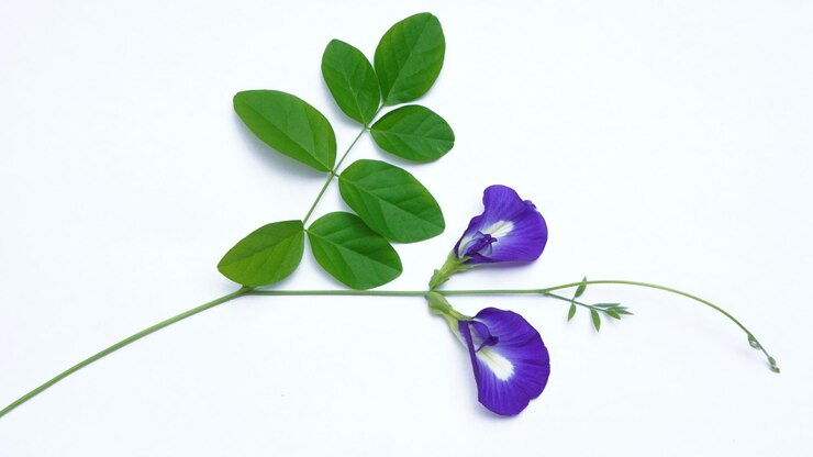 Zdjęcie zbliżenie świeżego kwiatu grochu motylkowego lub groszku niebieskiego, bluebellvine, groszku cordofan, bunga telang, teh telang