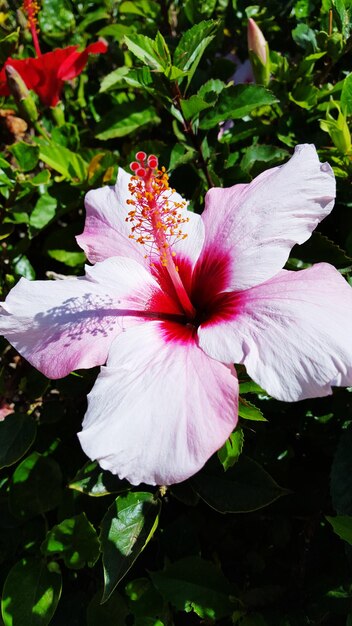 Zdjęcie zbliżenie świeżego różowego hibiskusa kwitnącego w ogrodzie