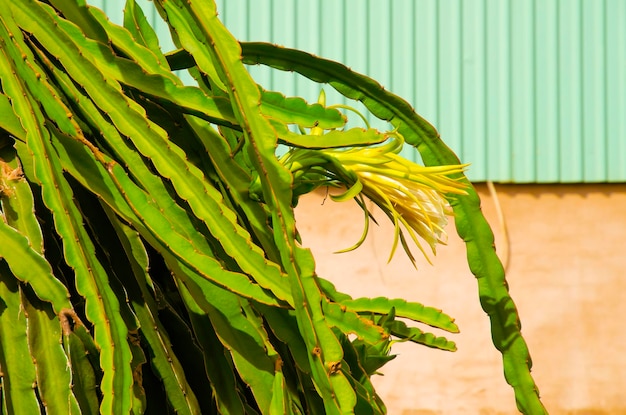 Zbliżenie świeżego zielonego liścia dragonfruit pitahaya pitaya na ścianie