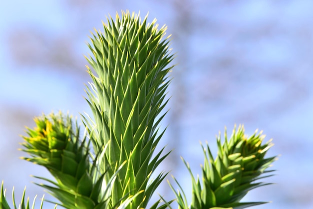Zdjęcie zbliżenie świeżej zielonej rośliny